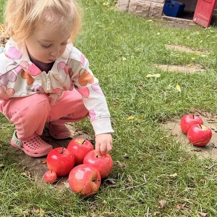 Child gathering red apples in the grass